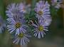 Aster Wunder von Stäfa
